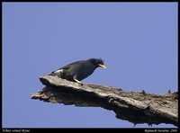 White-vented Myna - Acridotheres grandis