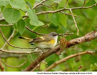 American Redstart - Setophaga ruticilla