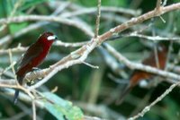 Silver-beaked Tanager - Ramphocelus carbo