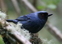 Masked Flowerpiercer - Diglossopis cyanea