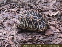 Star Tortoise, Geochelone elegans (Sri Lankan)