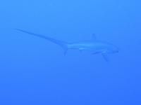 Alopias vulpinus - thresher shark - squalo volpe