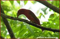 042407 summer tanager male3.jpg