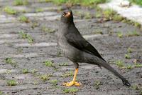 Mirla Negra - Great Thrush