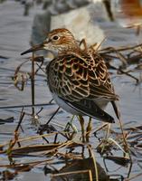 Least Sandpiper