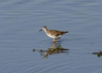 Lesser Yellowlegs at Ceres STP - 9/15/05 © 2005 Jim Gain