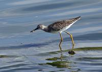 Lesser Yellowlegs at Ceres STP 8/14/04 © 2004 Jim Gain