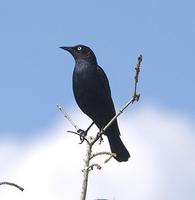 Rusty Blackbird