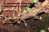 Brookesia perarmata