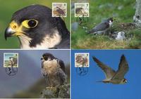 Alderney Peregrine Falcon Set of 4 official Maxicards