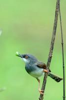 Grey-breasted Prinia (Prinia hodgsonii hodgsonii)