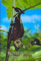Chameleon descending branch , Masoala peninsula , Madagascar stock photo