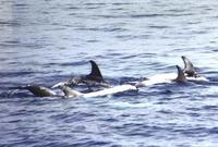 Risso's Dolphins photographed during a FONT tour