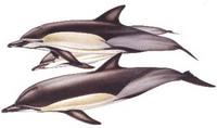 Common dolphin