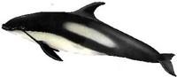 Atlantic white-sided dolphin