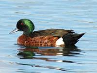 Chestnut Teal