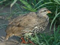 Hildebrandt's Francolin p.98