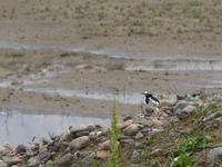 White wagtail Motacilla alba