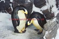 ...FT0143-00: Pair of Emperor Penguins about to exchange their egg. Captive birds. SeaWorld, San Di
