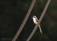 Long-Tailed Shrike Lanius schach 긴꼬리때까치