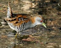 Baillon's Crake - Porzana pusilla