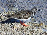 Ruddy Turnstone