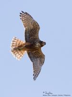 Eastern Marsh-Harrier (subad female)