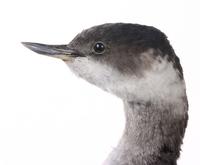 검은목농병아리 Eared Grebe | Podiceps nigricollis