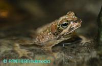 Bufo brongersmai ssp