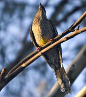 Wattle Bird  6738.jpg