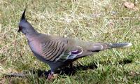 Crested Pigeon, Ocyphaps lophotes, Tewantin, Queensland, November 2004. Photo © Barrie Jamieson