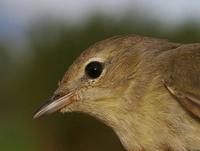 Garden Warbler (Sylvia borin)