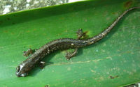 : Bolitoglossa engelhardti