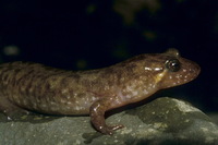 : Desmognathus monticola; Seal Salamander