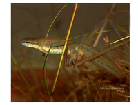 : Notophthalmus viridescens dorsalis; Broken-striped Newt