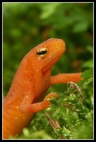 : Notophthalmus viridescens; Eastern Newt