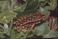 : Rana signata