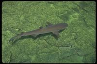 : Triaenodon obesus; Whitetip Reef Shark