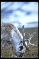 : Rangifer tarandus ssp. platyrhynschus; Svalbard Reindeer