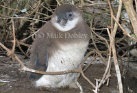 : Spheniscus demersius; Jackass Penguin