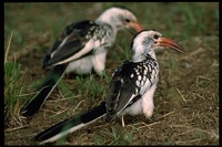 : Tockus erythrohynchus; Red-billed Hornbill