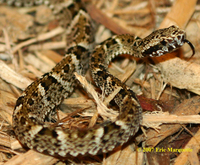 : Bothrops leucurus; White Tail Lancehead