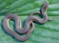 : Regina septemvittata; Queen Snake