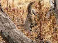 : Varanus gouldii; Gould's Monitor