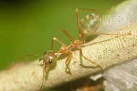 : Oecophylla smaragdina; Green Tree Ant