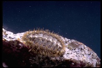 : Mopalia muscosa; Mossy Chiton