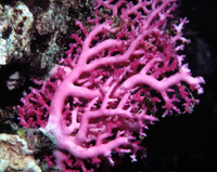 : Stylaster sanguineus