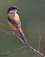 Long-tailed Shrike