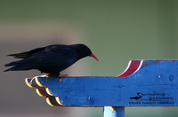 붉은부리까마귀 / Red-billed Chough | 까마귀과