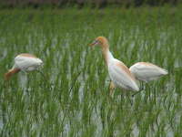 Bubulcus ibis Cattle Egret アマサギ